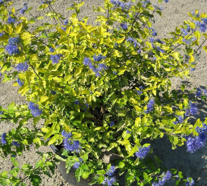 Sunshine Blue® II Bluebeard (Caryopteris sunshine 'Blue Ii') - 2 gallon 12"