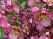 Frostkiss® Elemental Lenten Rose (Helleborus 'Frostkiss Elemental') - 1 gallon