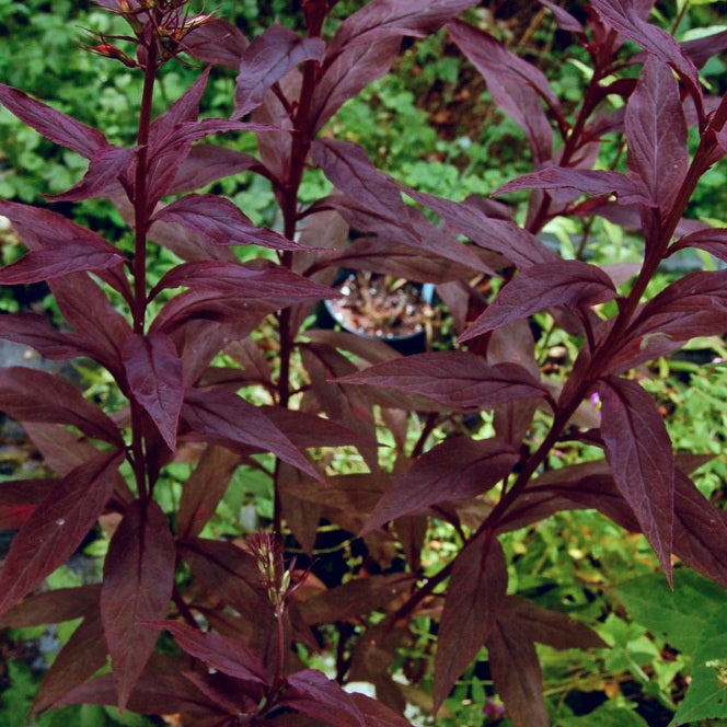 Black Truffle Cardinal Flower (Lobelia C 'Black Truffle') - 1 gallon