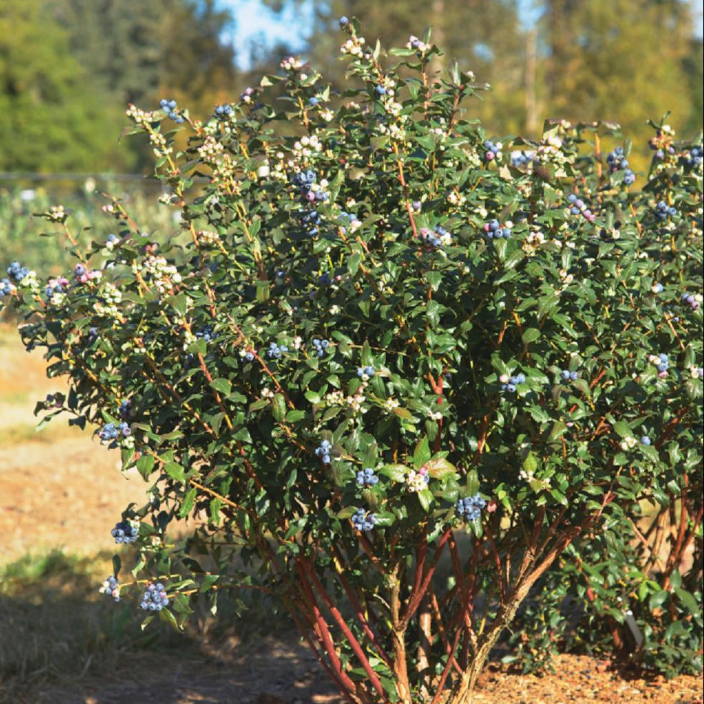 Perpetua Blueberry (Vaccinium perpetua) - 1 gallon