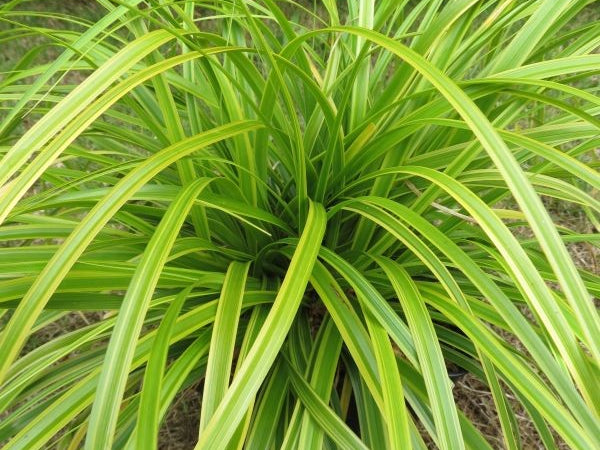 Evercolor® Everlime Japanese Sedge (Carex 'Carex Everlime') - 1 gallon