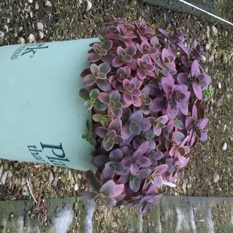 Wildfire Stonecrop (Sedum wildfire) - 1 gallon
