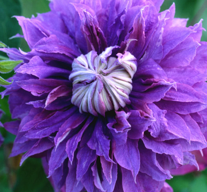 Diamantina™ Clematis (Clematis diamantina 'Diamantina') - 1 gallon
