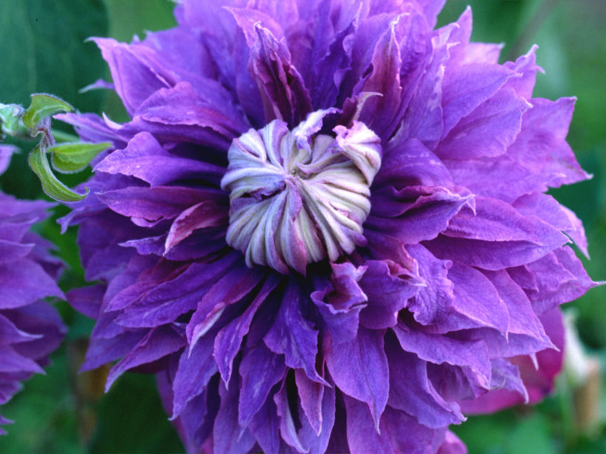 Diamantina™ Clematis (Clematis diamantina 'Diamantina') - 1 gallon