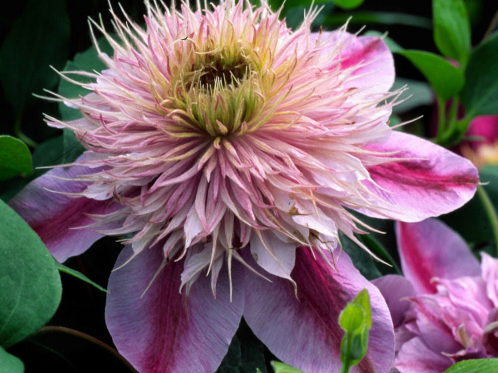 Empress™ Clematis (Clematis 'Evipo011') - 1 gallon