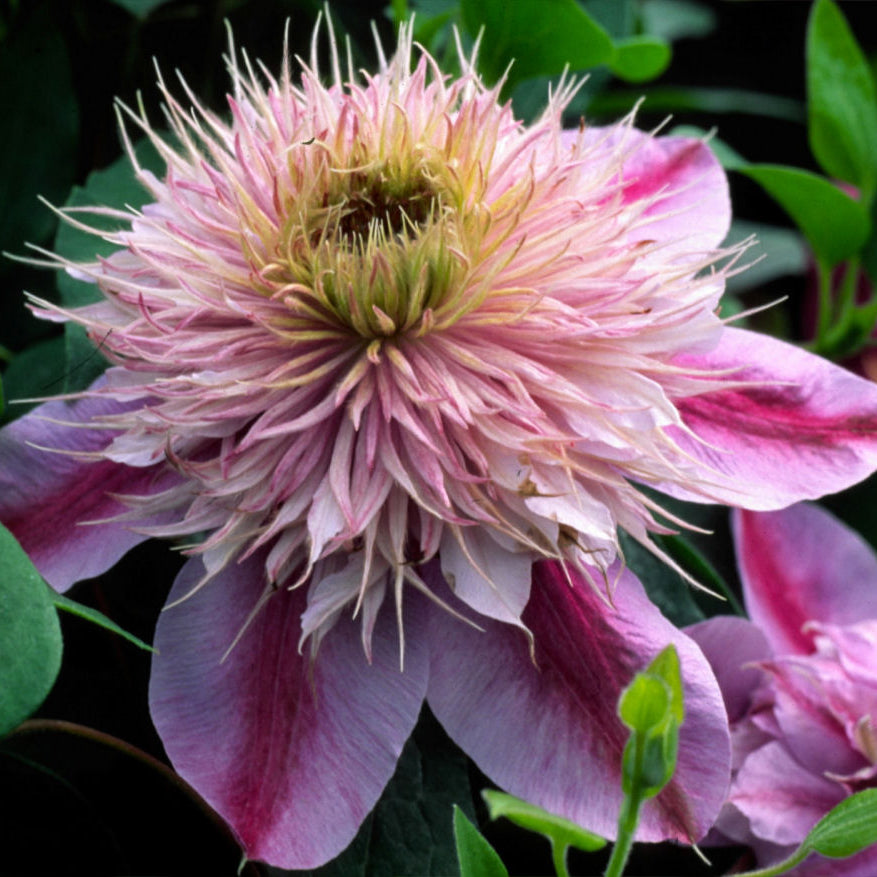 Empress™ Clematis (Clematis 'Evipo011') - 1 gallon