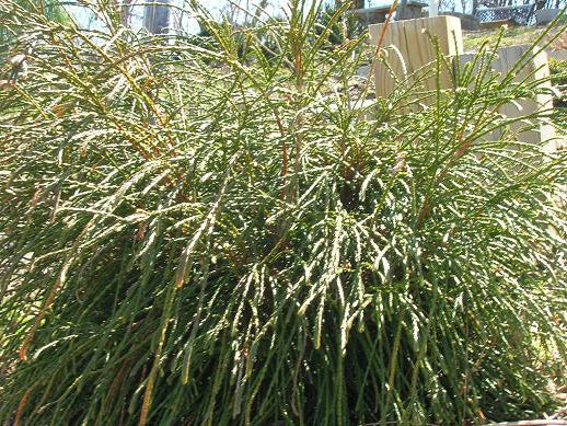 Whipcord Western Red Cedar (Thuja plicata 'Whipcord') - 2 gallon 10"