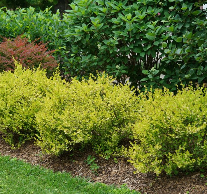 Cesky Gold® Dwarf Birch (Betula platyphylla 'Cesky Gold') - 3 gallon