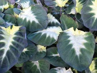 Tropical Storm Elephant Ear (Colocasia 'Tropical Storm') - 1 gallon