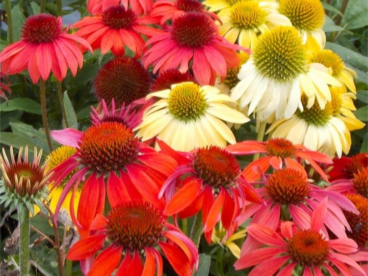 Cheyenne Spirit Coneflower (Echinacea cheyenne 'Spirit') - half gallon