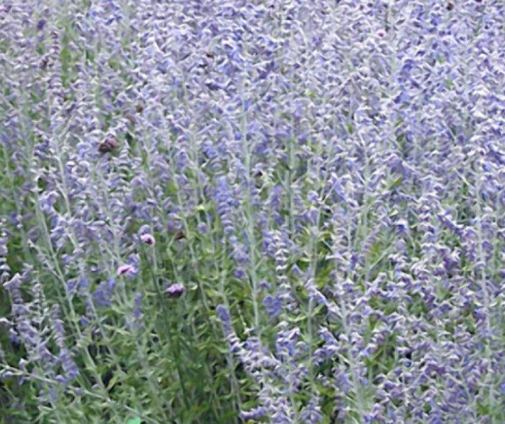 Blue Jean Baby Russian Sage (Perovskia atriplicifolia 'Blue Jean Baby') - 1 gallon