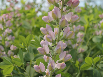 Decadence® Deluxe 'Pink Truffles' False Indigo (Baptisia 'Pink Truffles') - 1 gallon