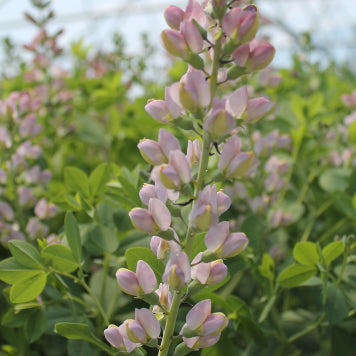 Decadence® Deluxe 'Pink Truffles' False Indigo (Baptisia 'Pink Truffles') - 1 gallon