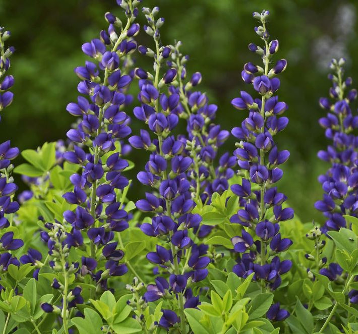 Decadence® 'Sparkling Sapphires' False Indigo (Baptisia sparkling 'Sapphires') - 1 gallon