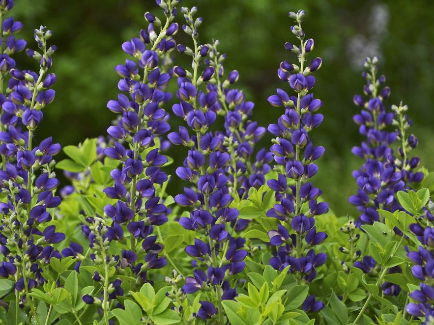 Decadence® 'Sparkling Sapphires' False Indigo (Baptisia sparkling 'Sapphires') - 1 gallon
