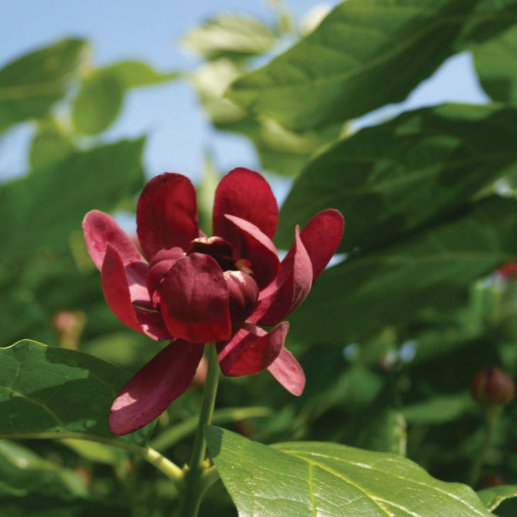 Proven Winners® Color Choice® Aphrodite Sweetshrub (Calycanthus x 'Aphrodite') - QT