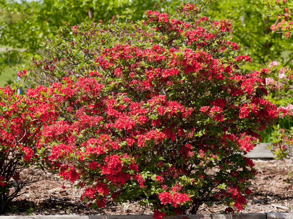 First Editions® Electric Lights™ Red Azalea (Rhododendron ‘UMNAZ 502’) - 3 gallon 15"