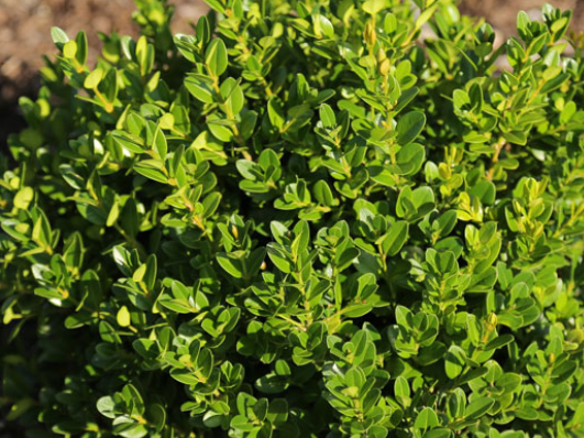 Little Missy Boxwood (Buxus microphylla 'Little Missy') - 3 gallon 10-12"