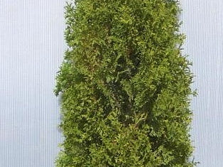 Degroots Spire Arborvitae (Thuja occidentalis 'Degroots Spire') - 1 gallon