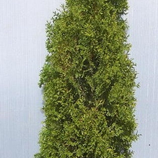Degroots Spire Arborvitae (Thuja occidentalis 'Degroots Spire') - 1 gallon