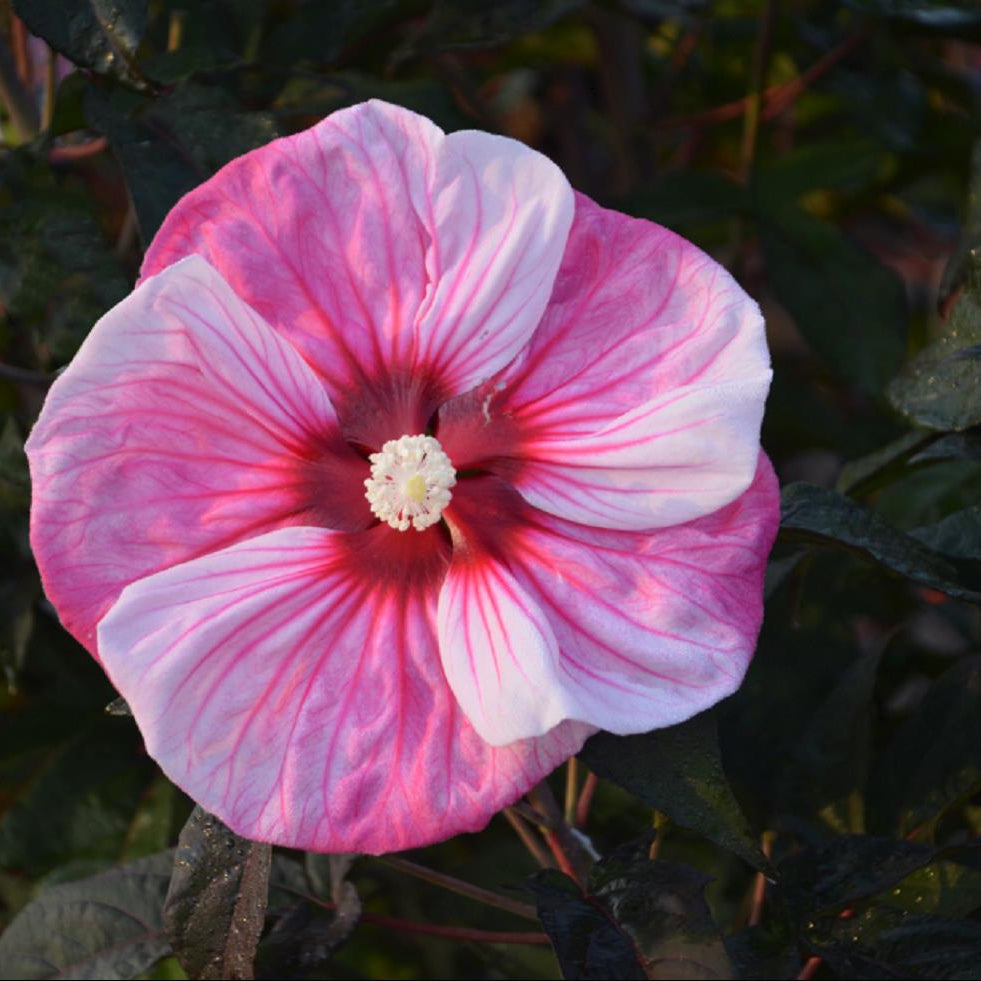 Summerific® 'Cherry Choco Latte' Rose Mallow (Hibiscus 'Cherry Choco Latte') - 2 gallon