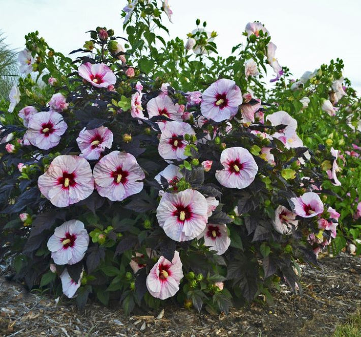 Summerific® 'Perfect Storm' Rose Mallow (Hibiscus x 'Summerific Perfect Storm') - 1 gallon