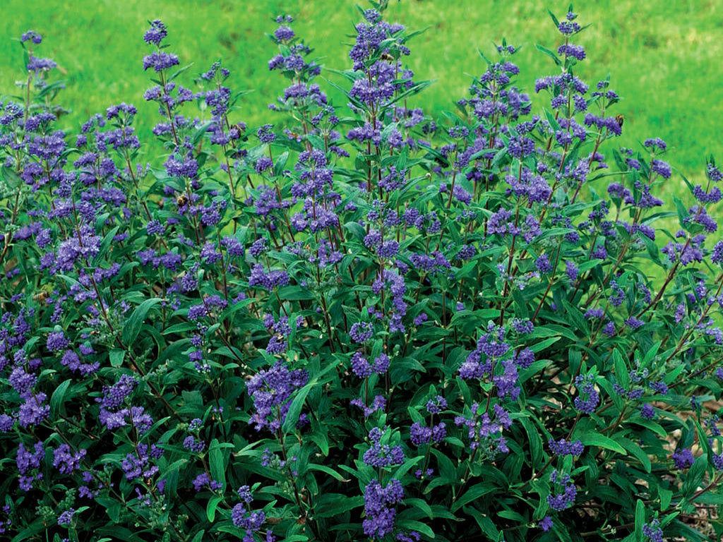 Petit Bleu™ Bluebeard (Caryopteris x clandonensis 'Minibleu') - 2 gallon