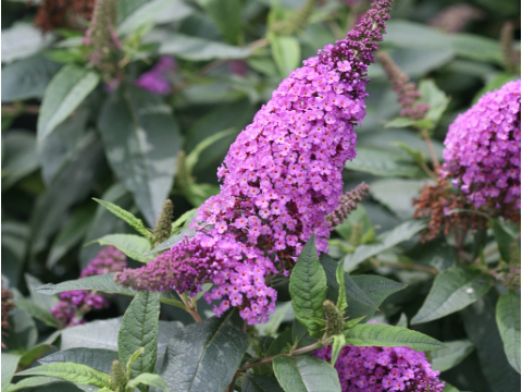 Pugster Periwinkle® Butterfly Bush (Buddleia 'Pugster Periwinkle') - 3 gallon