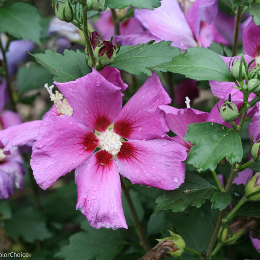 Purple Satin Rose of Sharon (Hibiscus syriacus 'Purple Satin') - 3 gallon 18"