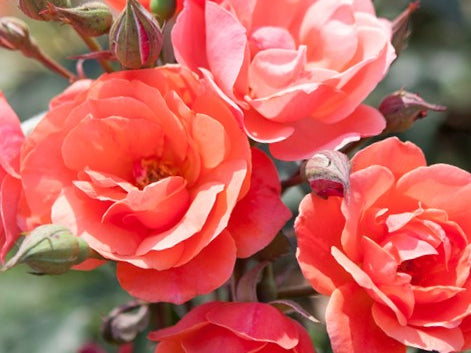 Coral Knock Out® Rose (Rosa K.O 'Radyod') - 3 gallon