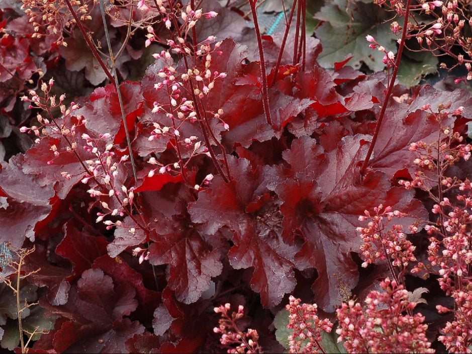 Forever Red Coralbells (Heuchera forever 'Red') - 1 gallon