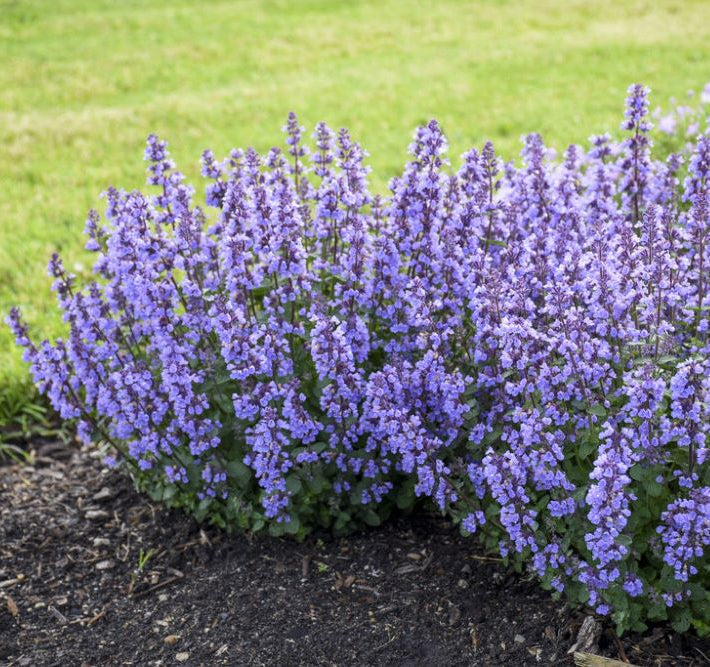 Cat's Pajamas Catmint (Nepeta x 'Cats Pajamas') - 1 gallon