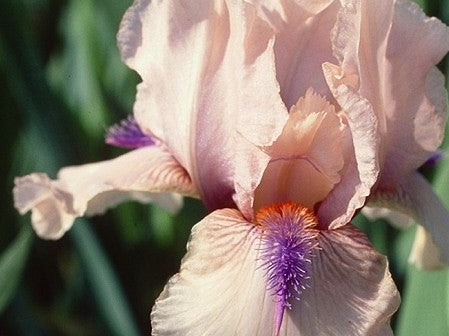 Concertina Reblooming Bearded Iris (Iris germanica 'Concertina') - 1 gallon