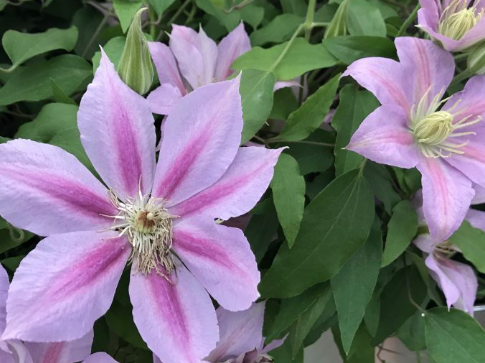 Volunteer™ Clematis (Clematis volunteer) - 1 gallon