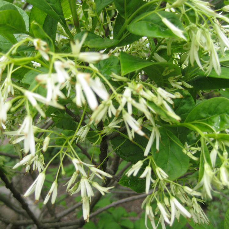 White Fringetree (Chionanthus virginicus) - 3 gallon