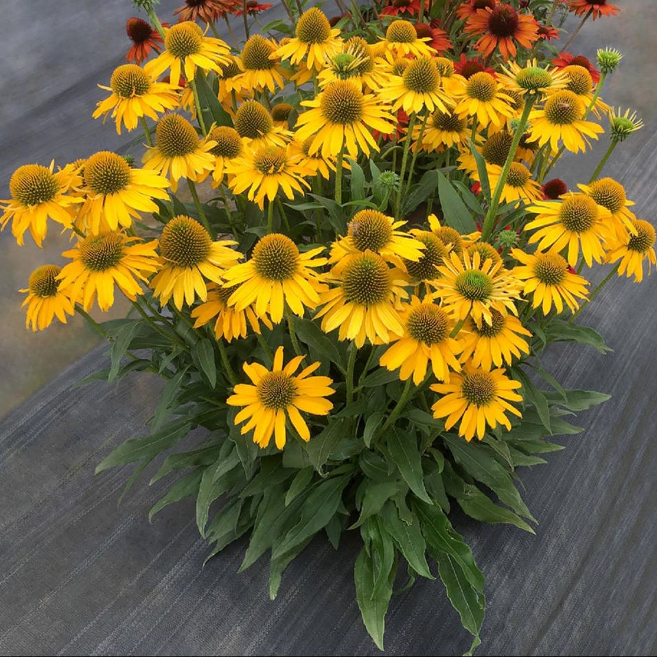 Kismet™ Yellow Coneflower (Echinacea kismet 'Yellow') - half gallon