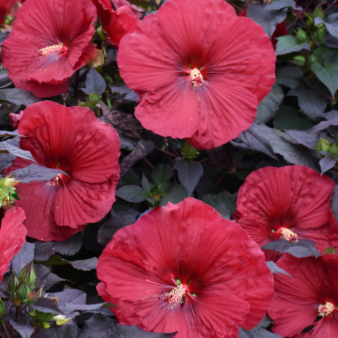Summerific® 'Holy Grail' Rose Mallow (Hibiscus holy 'Grail') - 2 gallon