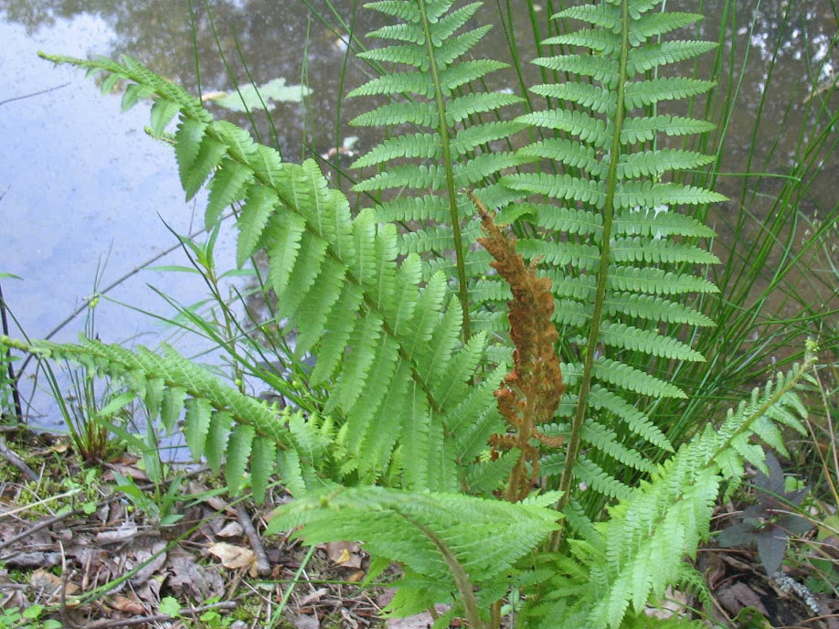Cinnamon Fern (Osmundastrum 'Cinnamon') - 1 gallon
