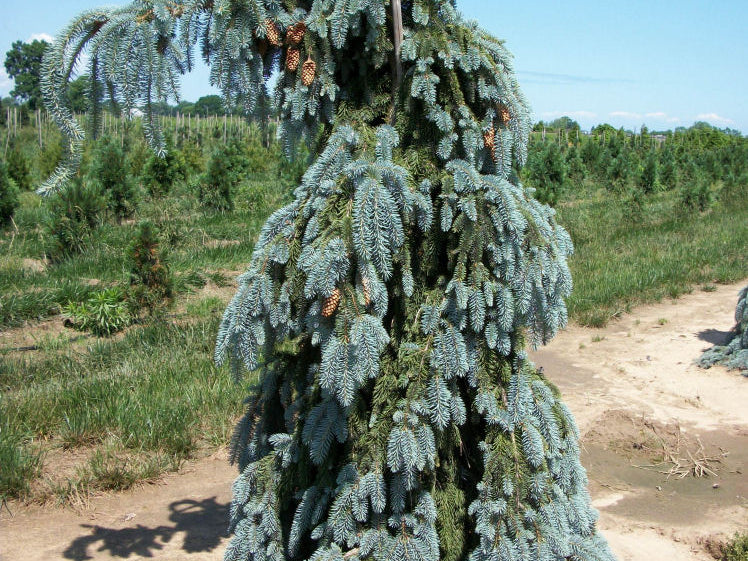 Weeping White Spruce (Picea glauca 'Pendula') - 3 gallon RP 18"