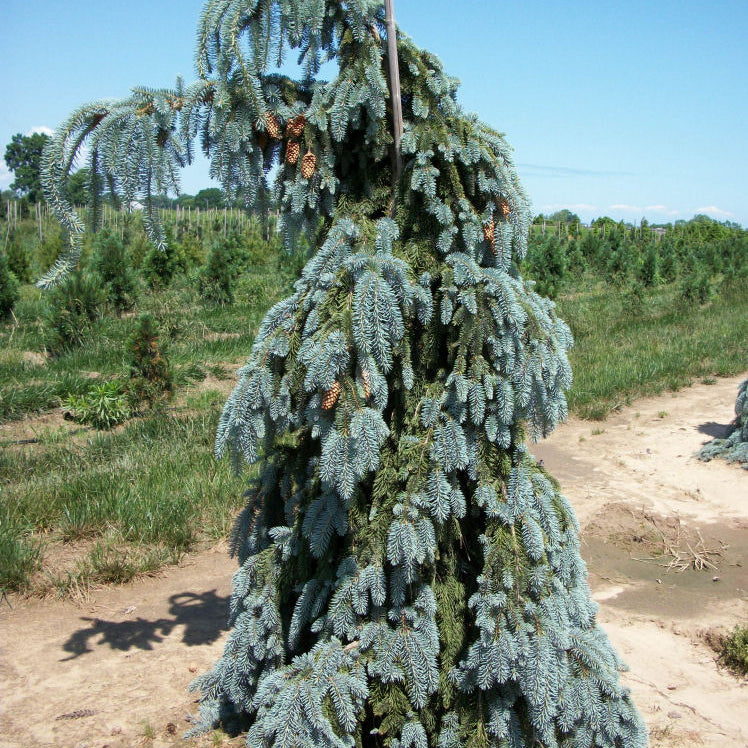 Weeping White Spruce (Picea glauca 'Pendula') - 3 gallon RP 18"