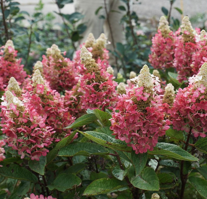 Flare™ Hardy Hydrangea (Hydrangea 'P Flare') - 3 gallon
