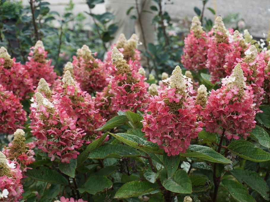 Flare™ Hardy Hydrangea (Hydrangea 'P Flare') - 3 gallon