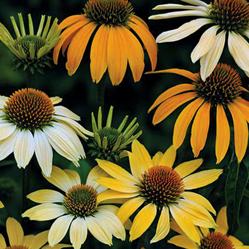 Mellow Yellows Coneflower (Echinacea purpurea 'Mellow Yellows') - 1 gallon
