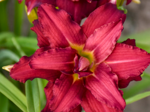 Double Pardon Me Daylily (Hemerocallis double 'Pardon Me') - 1 gallon