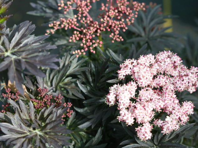Laced Up® Elderberry (Sambucus N 'Laced Up') - 3 gallon 15"