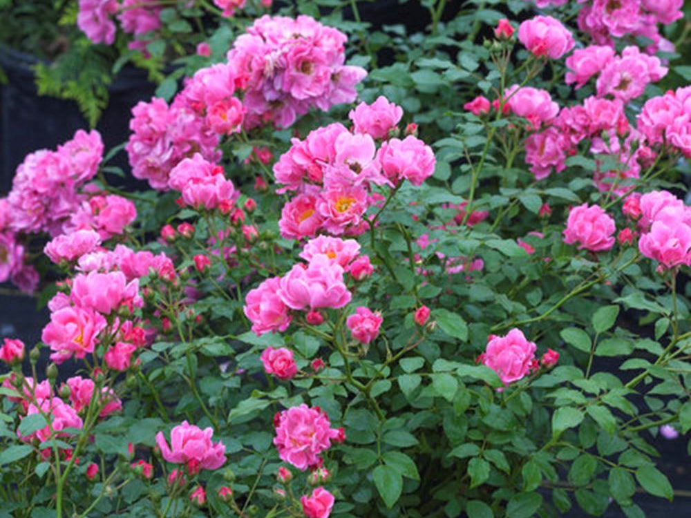 Oso Easy® Double Pink Rose (Rosa 'Oso Easy Double Pink') - 2 gallon