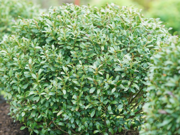Strongbox® Inkberry holly
(Ilex glabra 'Strong Box') - 3 gallon 12-15"