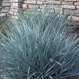 Blue Dune Lyme Grass (Leymus 'A. Blue Dune') - 1 gallon