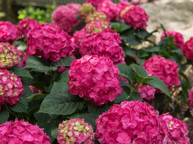 Summer Crush® Reblooming Hydrangea (Hydrangea macrophylla 'Summer Crush') - 3 gallon