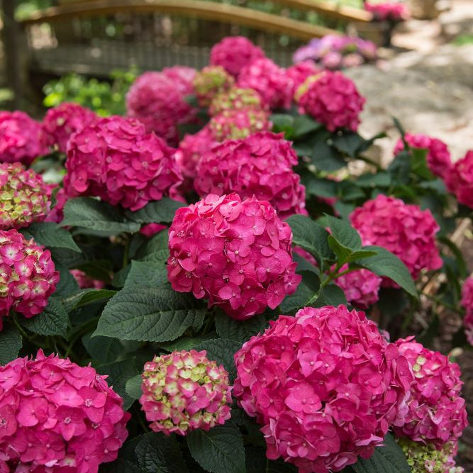 Summer Crush® Reblooming Hydrangea (Hydrangea macrophylla 'Summer Crush') - 3 gallon
